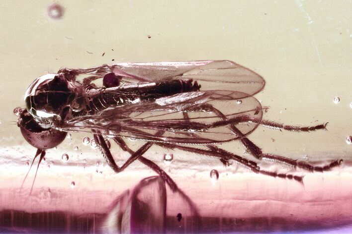 Detailed Fossil Dagger Fly (Empididae) In Baltic Amber #325458